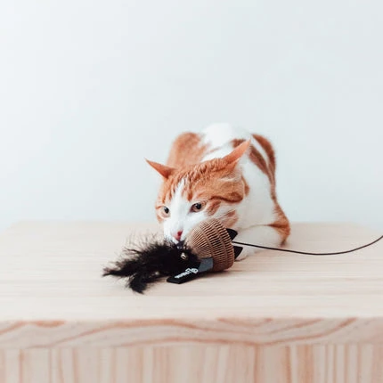 District 70 BAIT Kattenhengel – extra productfoto 1
