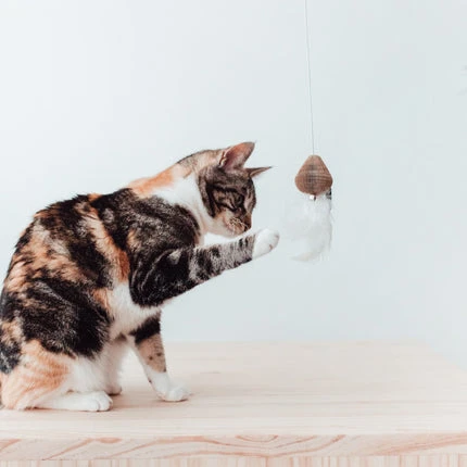 District 70 SMASH Kattenhengel – extra productfoto 1