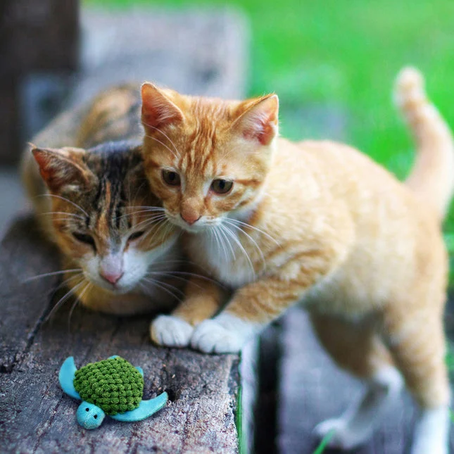 KONG Catnip Refillables Schildpad – extra productfoto 1